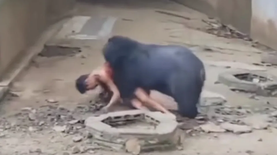 Kafese giren adam ayıya yem oldu! Dehşete düşüren görüntü