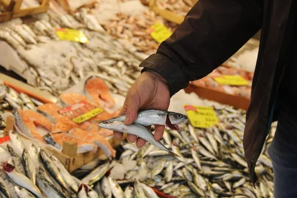 Senelerdir görülmeyen uskumru yavrusu tekrar tezgahları süslemeye başladı