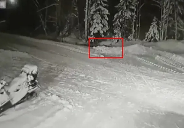 Rusya’da çocuğun ölümden mucize kurtuluşu kamerada! Kurt ile köpek karşı karşıya geldi...