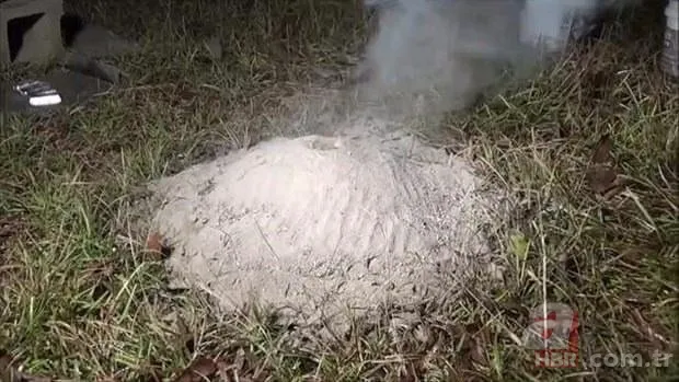 Kırmızı karıncalardan batmayan sal! Haftalarca yüzebiliyorlar 13