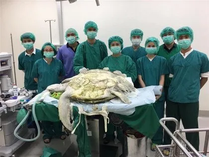 Nesli tehlikede! Yeşil deniz kaplumbağası ölüsü kıyıya vurdu