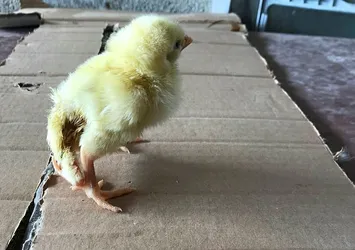 Yumurtadan 4 ayaklı civciv! 🐤Görenleri şoke etti