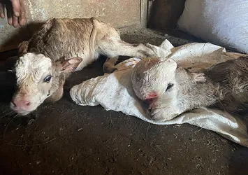 Anomalili doğan buzağı hayrete düşürdü