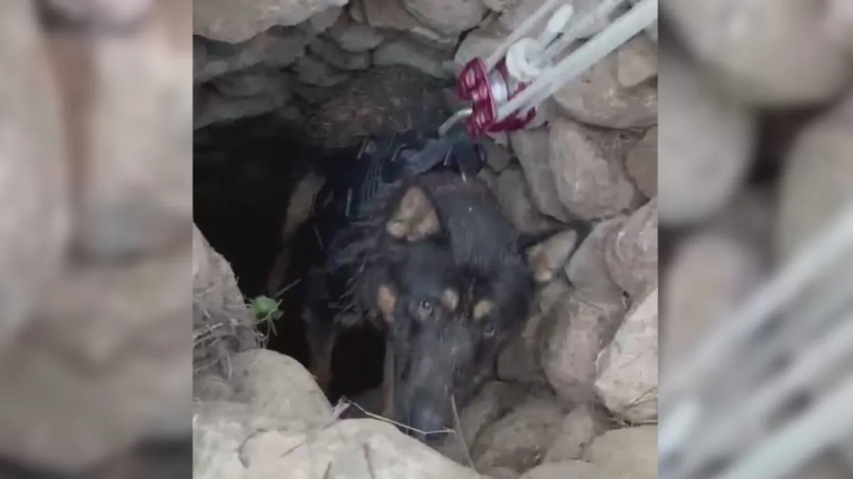 Datça'da kuyuya düşen köpek kurtarıldı