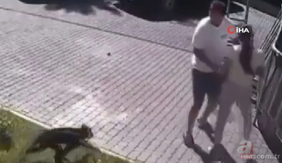 Maymun böyle kaçırdı! Halk seferber oldu 20