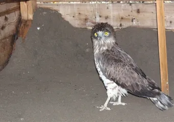 Yaralı bulunan yılan kartalı Samsun'da tedavi ediliyor