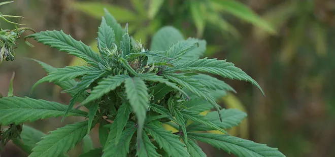 Kenevirde 2 yeni tür tohum üretildi