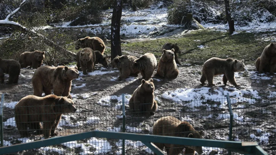 Kış geldi! Ayıların uykusu gelmedi