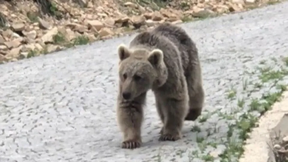 Trabzon’da gülümseten anlar! Yavru ayıya böyle seslendi
