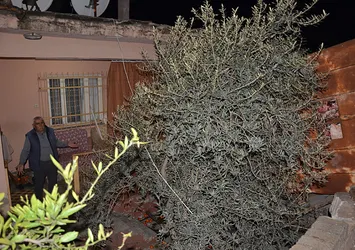 Aydın'da feci kaza! Kamyon bahçeye devrildi