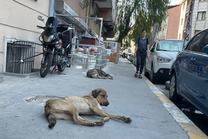 Sokak köpeği sorunu nasıl çözülecek? Muhalefet süreci "terörize" etme amacında! Sokak çağrısı - 1