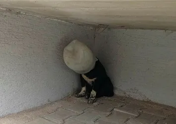 Köpeğin başına turşu bidonu geçirip yola bıraktılar