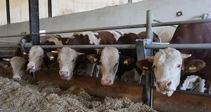 DMM’den şap hastalığı ile ilgili iddialara yalanlama