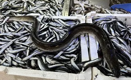 Hamsilerin içinden çıktı hemen satıldı! Nadir görülüyor