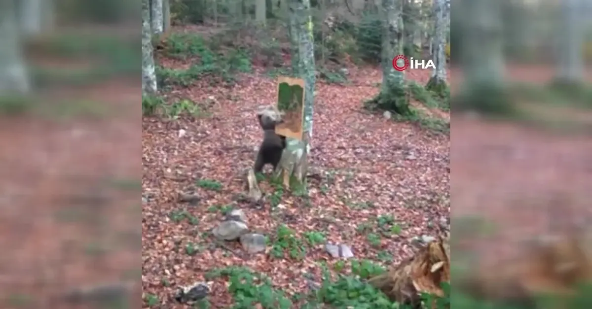 Ayının ayna ile imtihanı fotokapana yansıdı