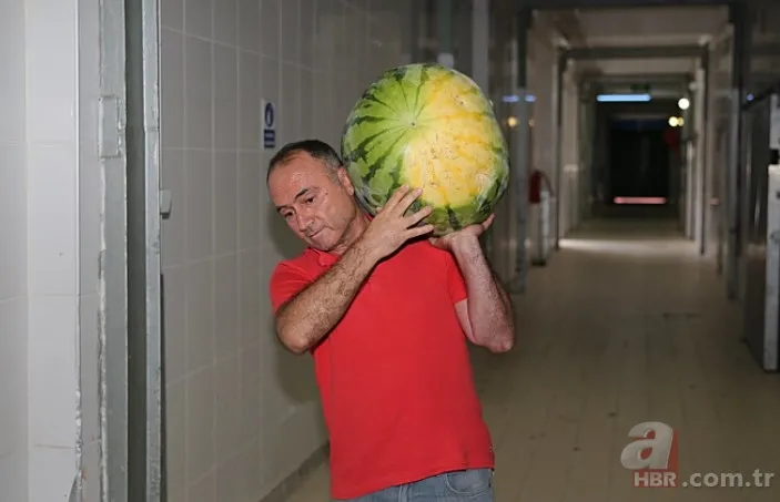Güvercin gübresi ile özel olarak üretildi! Sır gibi saklanan 64 adet karpuz korumaya alındı: Nedeni şaşkına çevirdi 7