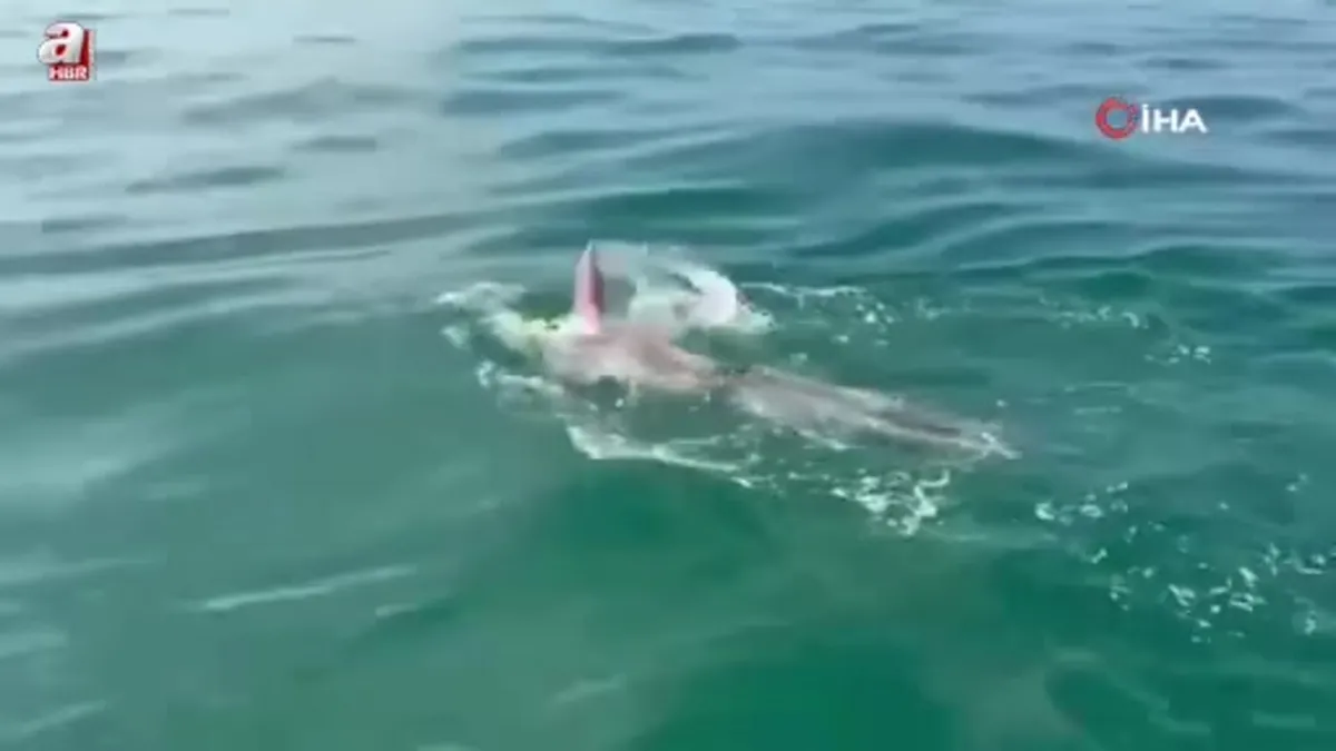 Tuna Tunca, Manş Denizi'ni yüzerek geçen otizmli ilk Türk sporcu oldu