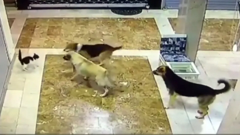 Köpekler hayatının hatasını yaptı! Yavrusuna saldıran 3 köpeği pişman etti