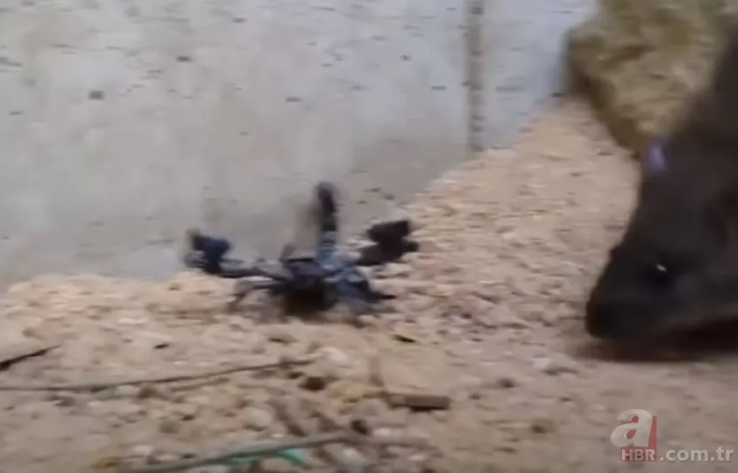 Görüntüler Türkiye’den… Havalar ısınınca ortaya çıktı! Gece uykudayken akrep soktu 10