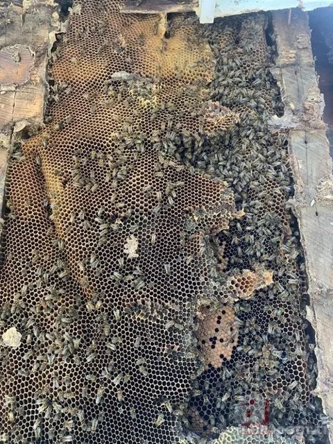 Evinin duvarından gelen garip sesler arttı! Termal kamerayla bakınca şoka girdi 15