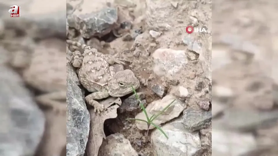 Erzincan’da nesli tükenme tehlikesi altındaki ‘Bozkır Keleri’ görüntülendi
