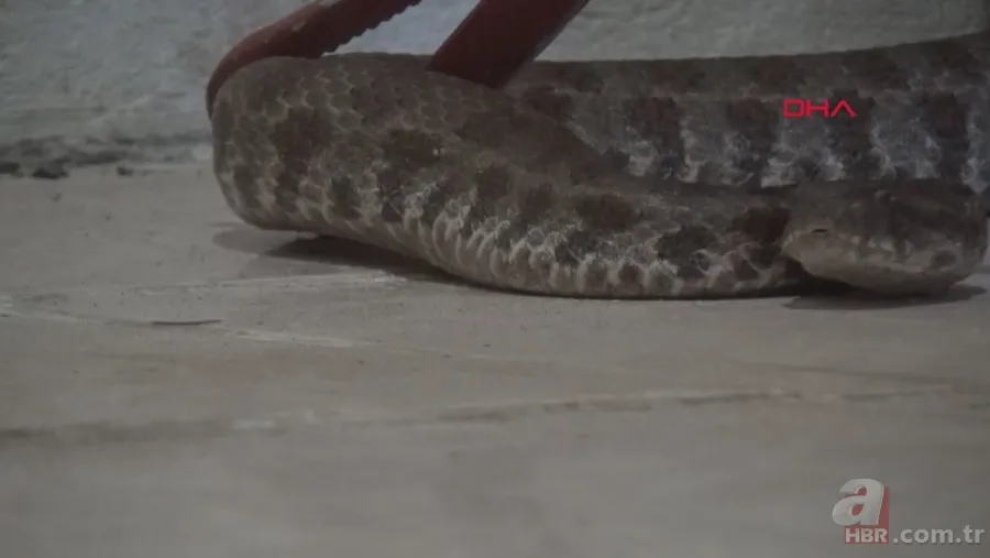Tek ısırığı bile öldürüyor! Eve giren zehirli yılanı elleriyle yakaladı 🐍 5