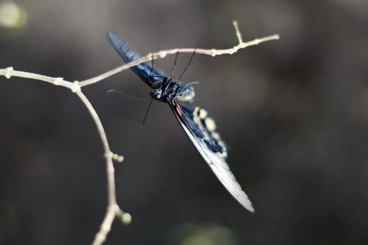 Bu kelebek çift cinsiyetli - 1