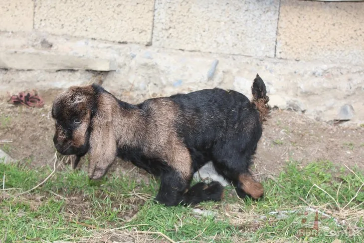 Bu oğlağı görenler şaştı kaldı! Bakın nasıl dünyaya geldi