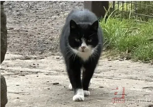 Kayıp Kedinin 9 Yıllık Gizemi Çözüldü: Sahte Kimlikle Yaşıyormuş! 6
