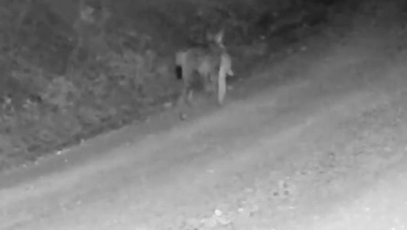 Ender rastlanan anlar kamerada! Ormanın hayaleti tavşan avladı