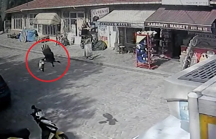 Kastamonu'da şaşırtan görüntü! Cips hırsızı kargalar böyle yakalandı! İşte hayvanların 'bu kadarına pes' dedirten anları