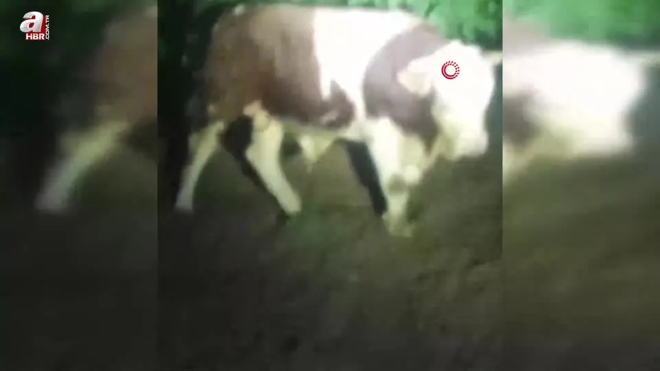 Elazığ’da kaçan boğayı belediye ekipleri yakaladı