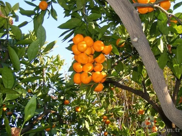 Kış hastalıklarından koruyan besinler 16