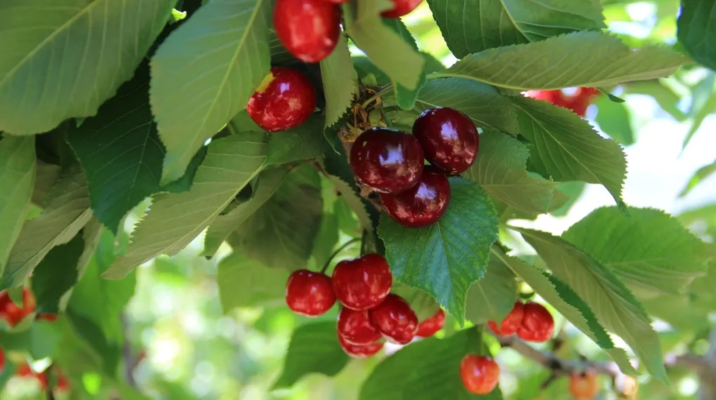 Ege'de kiraz mesaisi başladı!