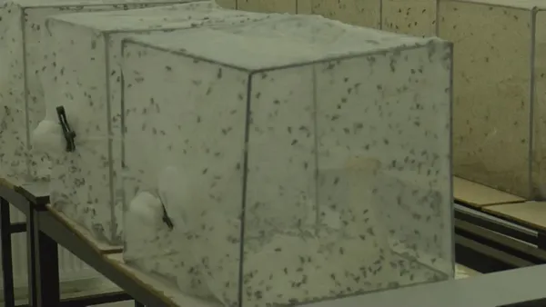 CHP’li İBB sivrisinekle mücadeleyi de beceremedi! İstanbul Üniversitesi profesöründen İBB’ye tepki