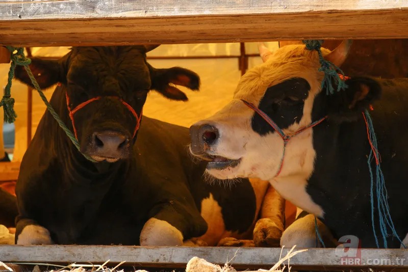 Kurbanlık fiyatları belli oldu 2024! Büyükbaş küçükbaş kurbanlıklar ne kadar? Canlı kg fiyatı ne? İşte ilk rakamlar 7