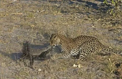 Jaguar ile piton arasından geçen inanılmaz savaş! Son anda öyle şeyler oldu ki...