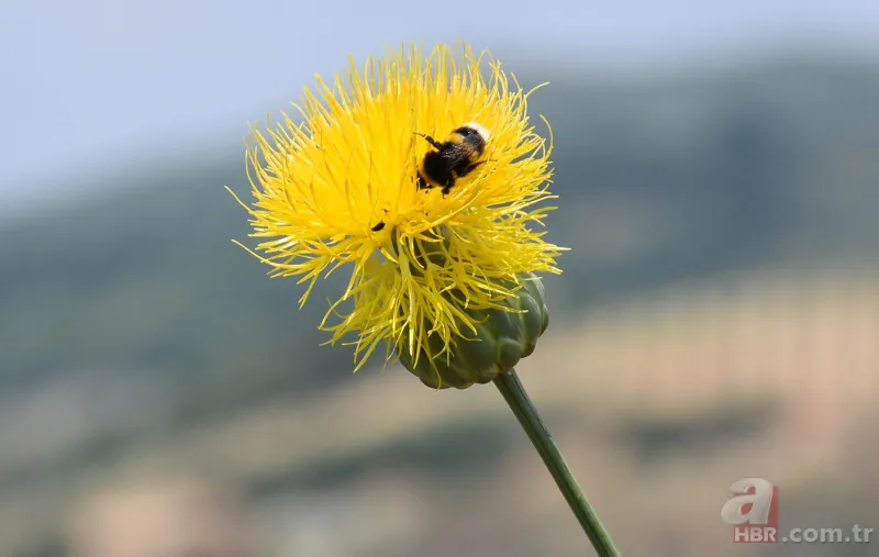 İstanbul'da çok nadir görülüyor! Bu çiçek koparanın elini yakıyor! İşte cezası... 15