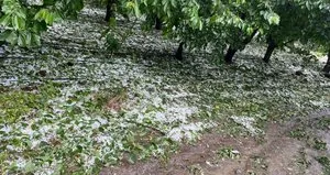 Dolu ve sel nedeniyle 10 bin dekar tarım arazisi zarar gördü