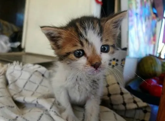 gaziantepte-kedi-vahseti-sorusturma-baslatildi-1664630246021.jpg Gaziantep’te kedi vahşeti! Soruşturma başlatıldı - 1