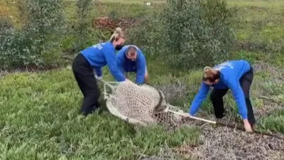 Kimse nasıl geldiğini anlayamadı!