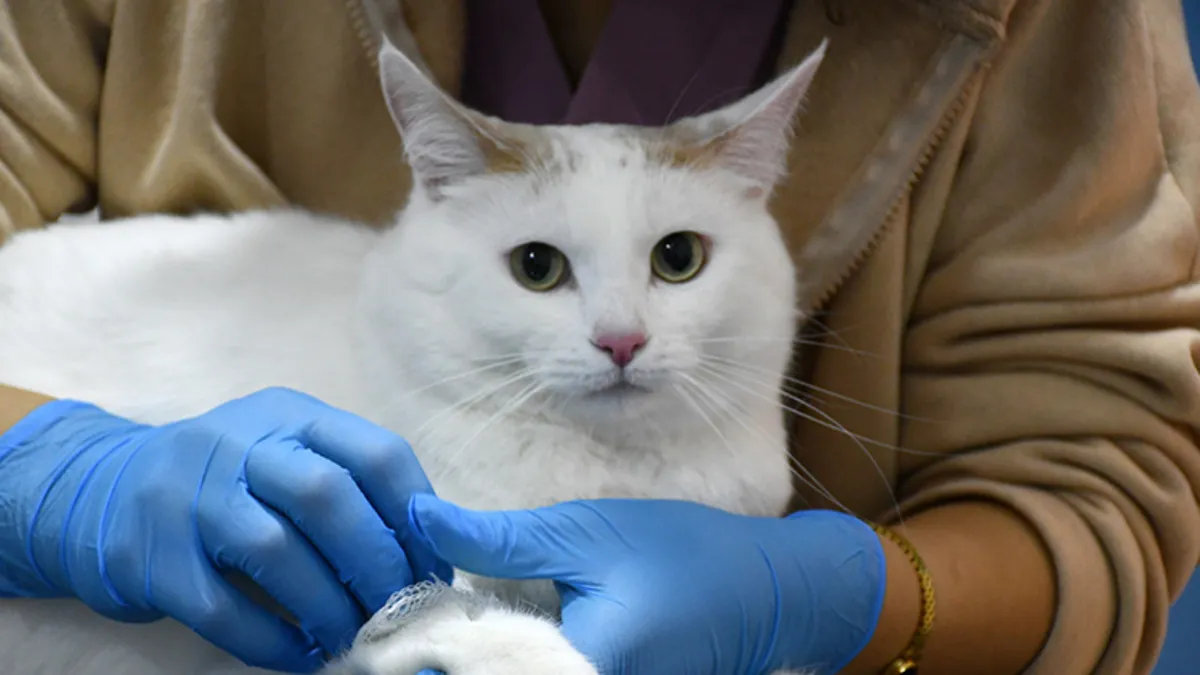 Su saatinin arasına sıkışan kedi için ekipler seferber oldu