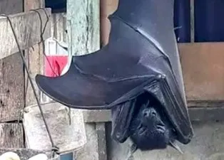 Gören gözlerine inanamadı! Sosyal medyayı ikiye bölen kare...