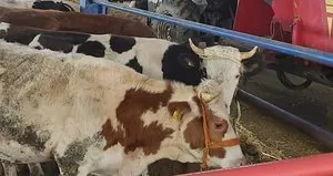Hayvan pazarlarının kapatılmasıyla et fiyatları artar mı?