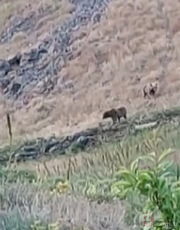 Vahşi doğada ölümcül karşılaşma! Ayı yavrularını… 2