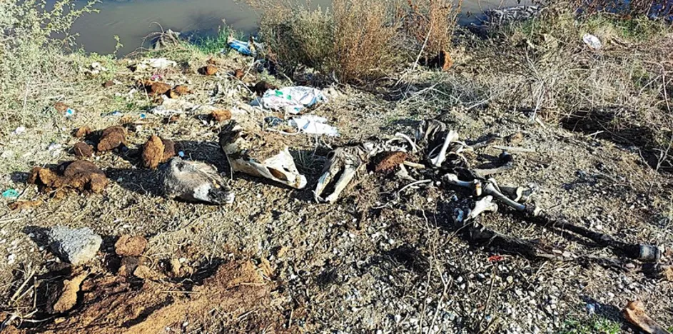 Mide bulandıran görüntü! Her yerde kemik var