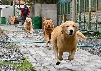 ABD'de 310 köpekli çift gözaltına alındı