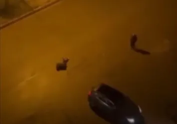 Batman'da cinayet kamerada : 2 ölü