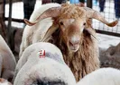 Kurbanlık fiyatları ne kadar, kaç TL? Koç, koyun, dana...