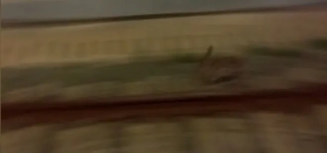 Marmaray’ın önünden kaçan tavşan cep telefonu kamerasına yansıdı